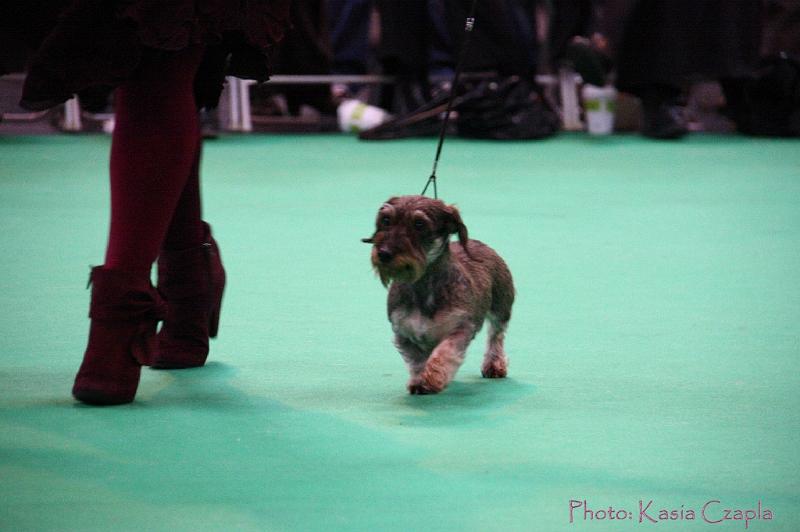 Crufts2011_2 1613.jpg